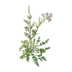 ladies smock hand drawing botanical illustration 