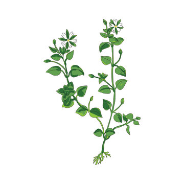 chickweed botanical vector plant illustration hand drawing style 
