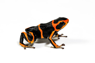 Summers' poison frog (Ranitomeya summersi)
