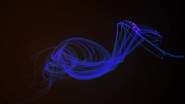 Bright neon glowing fast moving streams of light, along a trajectory. Fast energy flying wave line with flashlights. Animation magic swirl trace path on black background
