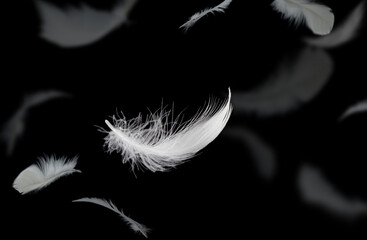 Abstract White Bird Feathers Falling in The Dark. Freedom, Softness Floating White Feathers on Black Background.	
