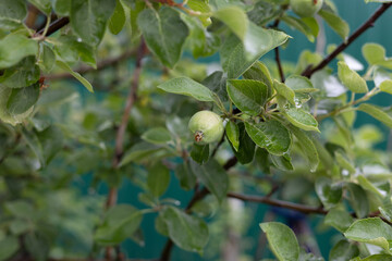 Young green apples on tree branches with water drops. Small apples on apple trees ripen in summer....