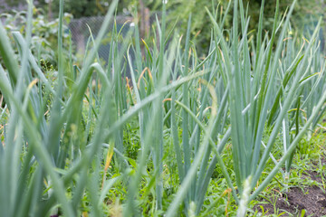 Onion feathers in the garden in drops of water. Lush sunny onion greens grown in the entire garden in the garden after a summer rain. Farming and cultivation of organic vegetables.