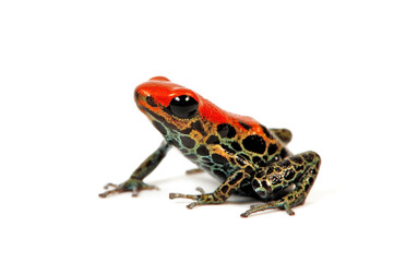 Red-backed poison frog // Rotrückenbaumsteiger, Netzbaumsteiger (Ranitomeya reticulata)