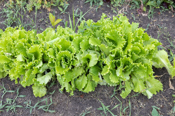 Bushes of green lettuce in a garden bed. After a summer rain, juicy green lettuce leaves are covered with drops of water. Fresh vitamin-rich leaf lettuce in the garden.