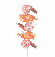 shrimp illustrations art.