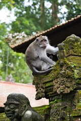 Obraz premium Long-tailed macaque sitting on a stone structure of a temple in Ubud Monkey Forest, Bali, Indonesia. Famous tourist site in Bali. Monkey in a temple. Grey-colored old monkey sitting on a stone wall. 