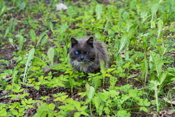 Naklejka na ściany i meble Old black cat with blind eyes sitting in green grass