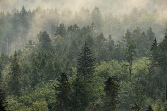 Gebirgswald im Nebel