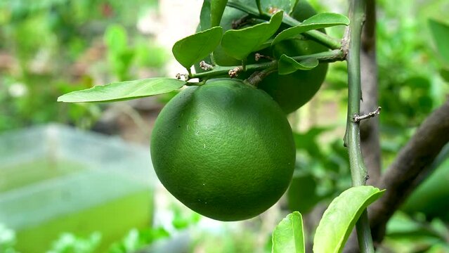 green oranes hang on tree