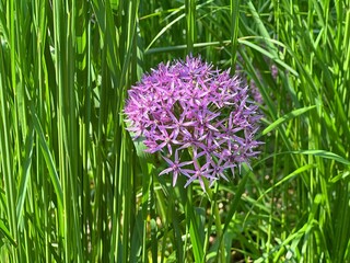 Purple flower allium onion in green grass meadow. - obrazy, fototapety, plakaty