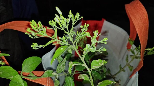 A jasmine plant sapling in a gift package, received as a memento in a bag