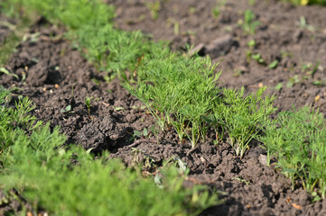 rows of fresh young dill on the field