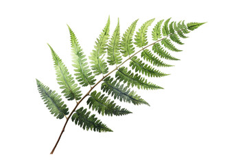 fern leaf hand draw illustration - obrazy, fototapety, plakaty