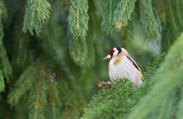 Fine art portrait of goldfinch (Carduelis carduelis)