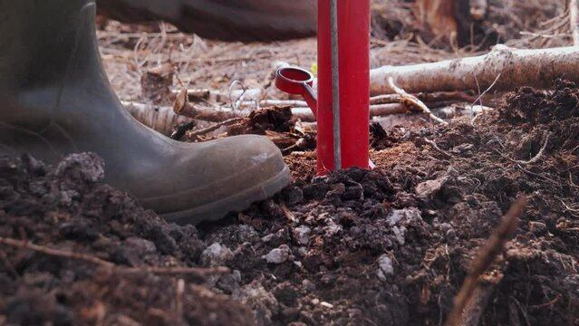 Arborist planting pine trees using planter pole in Forest soil on a sunny summer day in Scandinavia