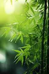 Fototapeta na wymiar Bamboo forest in the morning