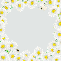 Camomile frame hand-drawn with light-grey background in the center. Watercolor floral illustration of delicate flowers, butterfly and bee isolated. Meadow wildflower scillfully painted for logo