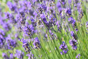 Close-up zoom lavender plant fields biodiversity provence horizontal photo