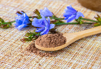 Ground chicory root on a wooden spoon and chicory flowers on a rustic wooden background....