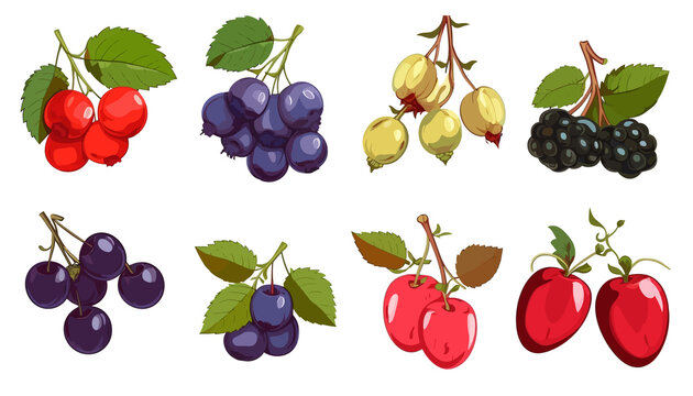 Set of fruits and berries with blueberry grapes cherry and other drawing isolated on white background flat vector illustration