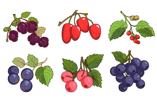 Set of fruits and berries with blueberry grapes cherry and other drawing isolated on white background flat vector illustration