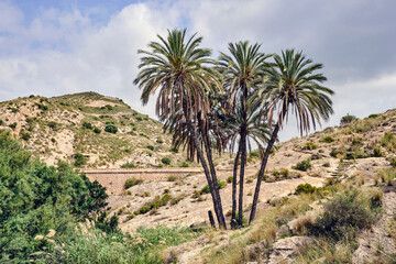 Sierra de Elche. Palms and bridge in the swamp area of ​​Elche.In Elche, Alicante, Valencian community, Spain
