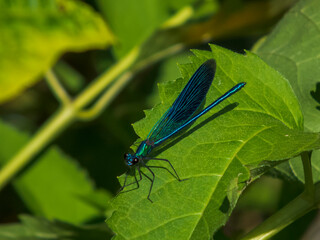 blue dragonfly on a green leaf