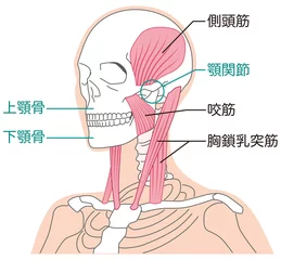 Foto op Plexiglas 首と顎の筋肉の構造　胸鎖乳突筋 © koti