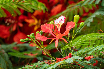 Buds and red flowers of Royal poinciana or Delonix regia or Flamboyant close-up
