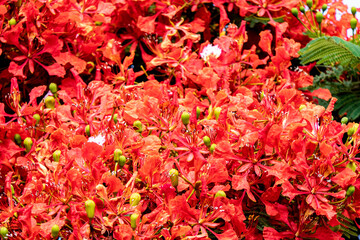 Buds and red flowers of Royal poinciana or Delonix regia or Flamboyant close-up