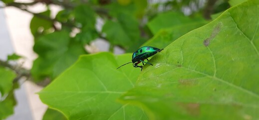 Colorful shield bug on the green leaf
