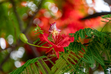 Buds and red flowers of Royal poinciana or Delonix regia or Flamboyant close-up