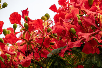 Buds and red flowers of Royal poinciana or Delonix regia or Flamboyant close-up