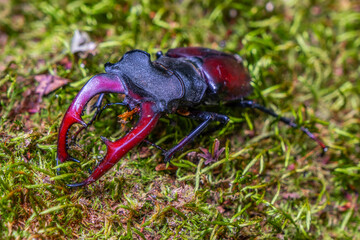 Stag beetle, Lucanus cervus, big insect in the nature habitat, Sibiu, Romania
