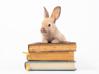 Orange baby rabbit climb on a stack of old books. Baby rabbit and book on white background.