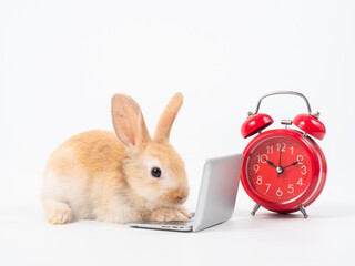 Baby brown rabbit with laptop and red alarm clock on whitebackground. Lovely baby rabbit looking and working with notebook.