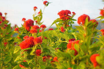 Fototapeta premium 赤い花