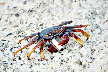 Crustacean, crab of variety of colors on a rock and grasping a cigarette with one of its claws.
