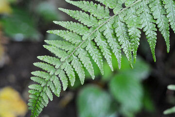 Closeup view of Clinton's wood fern leaves.