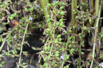 Cardamom pods growing in a cardamom plant.