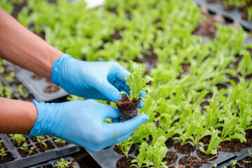 Farmers grow young seedlings of salad greens in the garden.