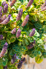 Plectranthus neochilus, lobster bush, fly bush, or mosquito bush