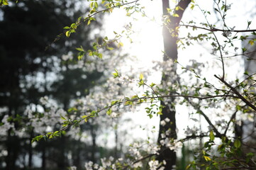 spring in the forest, sunlight through trees