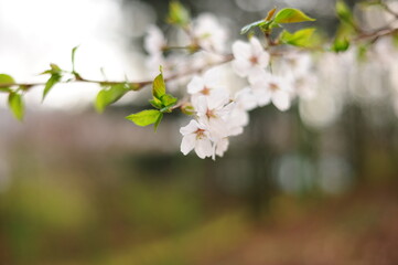 Korea cherry blossoms