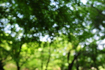 Fototapeta na wymiar sunlight in the forest, sunlight through trees