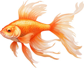 Fototapeta premium goldfish figure body style white background. 