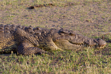 Close-up photo of a Nile crocodile on the river bank in Chobe National Park, Botswana