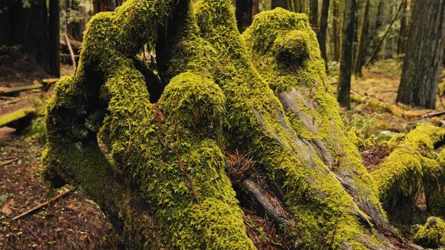 Moss Covered Tree Stump in Forest Slow Motion