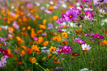 夕暮れ時のコスモス